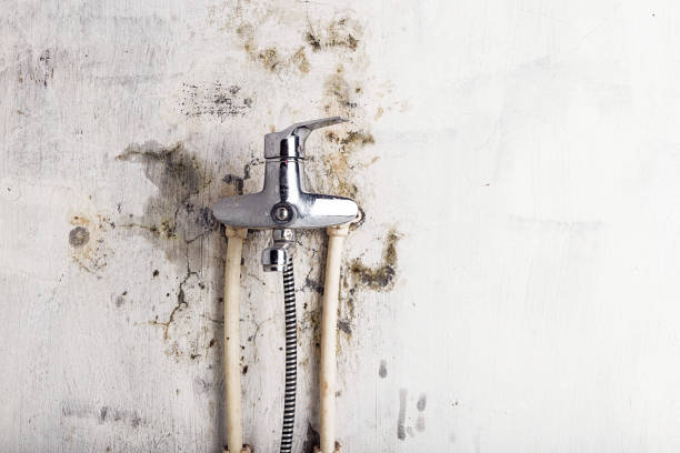 Home Mold Removal in Plymouth, WI