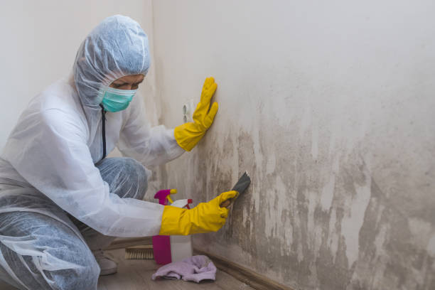 Best Mold Cleaning Services  in Plymouth, WI