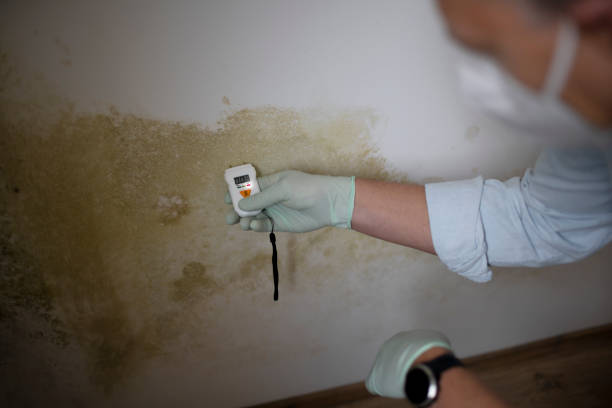 Best Residential Mold Removal  in Plymouth, WI