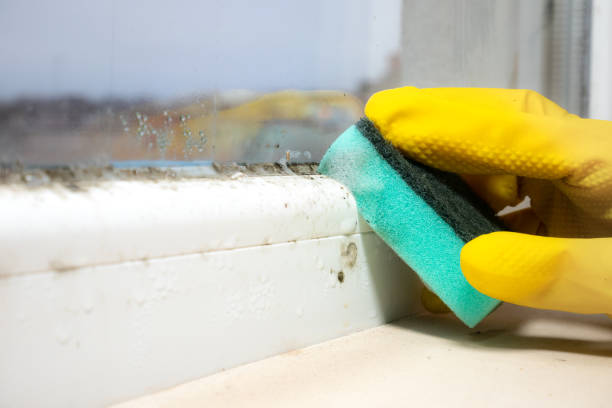 Best Emergency Mold Removal  in Plymouth, WI