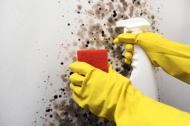 Best Residential Mold Removal  in Plymouth, WI