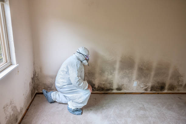 Best Mold Cleaning Services  in Plymouth, WI