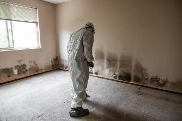 Best Certified Mold Removal  in Plymouth, WI