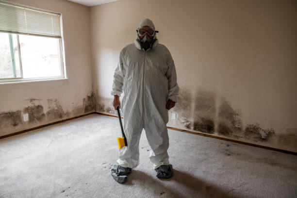 Best Black Mold Removal  in Plymouth, WI