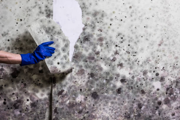 Best Black Mold Removal  in Plymouth, WI
